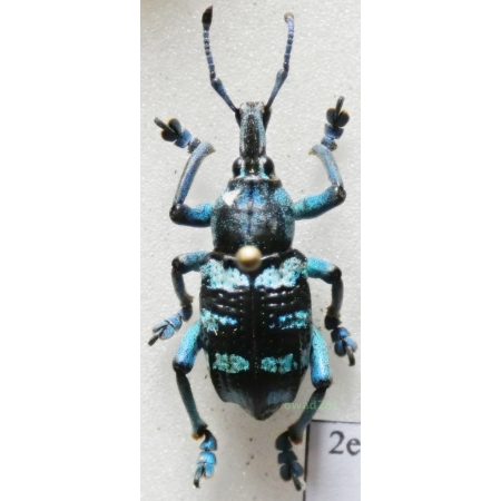 Eupholus linnei Thomson, J., 1857 Indonesia, Kei Is2e